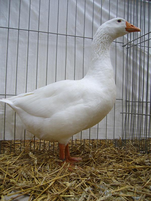 Hannover 2008 153.jpg - Diepholser Gänse von Otto Killat Preis HV 96 LVP